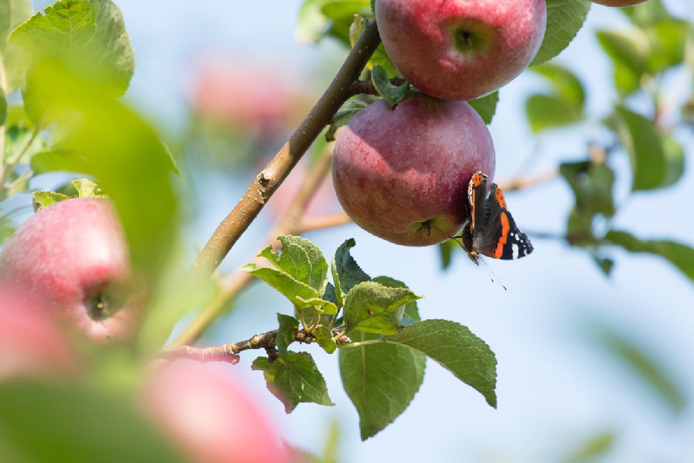 Zahlreiche alte Apfelsorten garantieren besonderen Geschmack. Abbildung: Ostmost