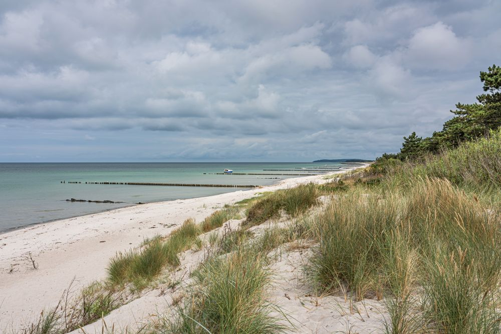 Strand und Sanddüne beim Leuchtturm Gellen auf der Insel Hiddensee. Dr. Andreas H. Apelt zufolge war die Insel das Eldorado für Künstler, Lebenskünstler, Aussteiger, Träumer und Andersdenkende. Abbildung: A. Savin, Wikimedia Commons